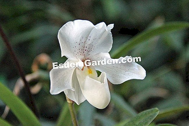 Mil y una orquídeas 2016 - (orquídeas) Paphiopedilum 'Rosy Dawn'