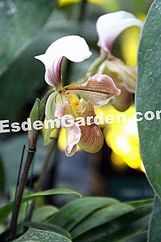 Mil y una orquídeas 2016 - (orquídeas) Paphiopedilum 'Simpicity'