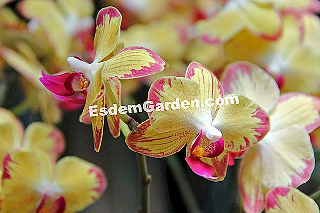 Mil y una orquídeas 2016 - (orquídeas) Phalaenopsis 'Papagayo'