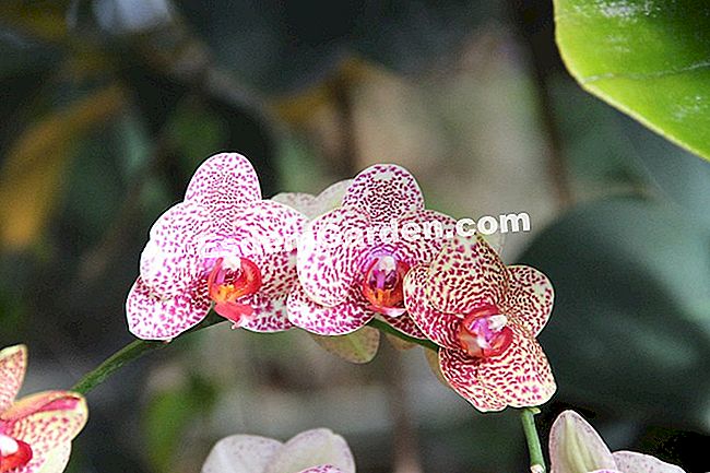 Mil y una orquídeas 2016 - (París) Phalaenopsis 'Brother Love Sand'