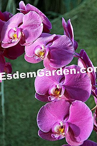 Mil y una orquídeas 2016 - (París) Phalaenopsis 'Buffalo'