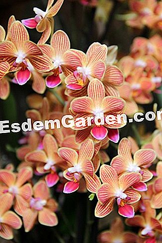 Mil y una orquídeas 2016 - (2016) Phalaenopsis 'Azúcar morena'
