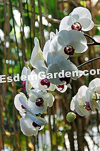 Mil y una orquídeas 2016 - (2016) Phalaenopsis 'Mademoiselle de Rochefort'