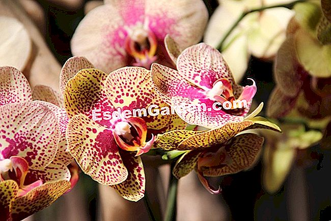 Mil y una orquídeas 2016 - (París) Phalaenopsis 'elegante encantador'