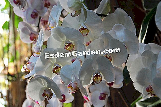 Mil y una orquídeas 2016 - (phalaenopsis) Phalaenopsis 'Pale Moonlight'