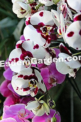 Mil y una orquídeas 2016 - (2016) Phalaenopsis 'lunares'