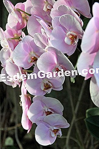 Mil y una orquídeas 2016 - (París) Phalaenopsis 'Rosa de los vientos'