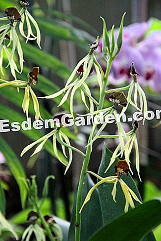 Mil y una orquídeas 2016 - (París) Prosthechea cochleata