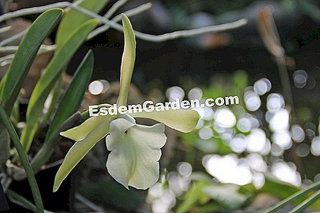 Mil y una orquídeas 2016 - (2016) Rhyncholaelia glauca