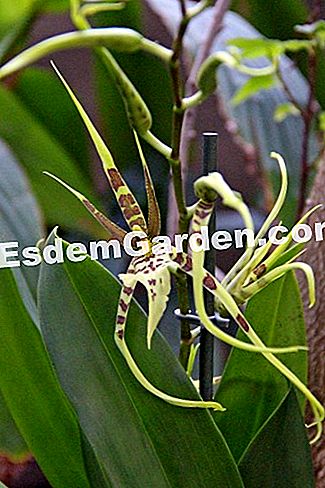 Mil y una orquídeas 2016 - (phalaenopsis) Brassia hybrid