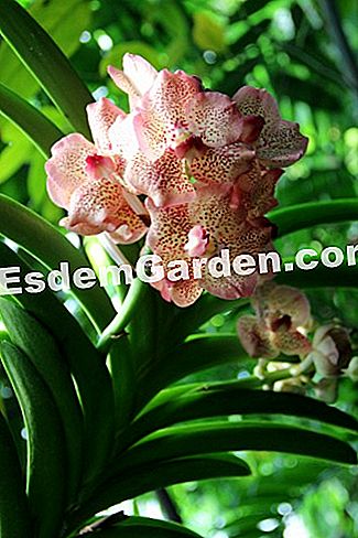 Mil y una orquídeas 2016 - (París) Hybrid Vanda