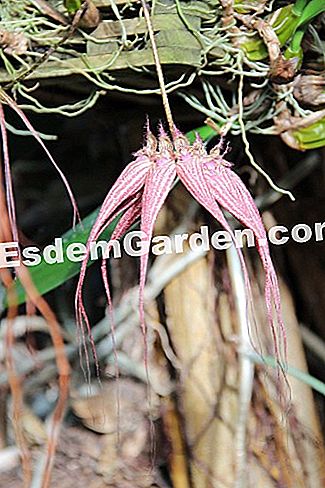 Mil y una orquídeas 2016 - (phalaenopsis) Bulbophyllum 'Elisabeth Ann Buckelberry'