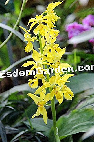 Mil y una orquídeas 2016 - (París) Calanthe sieboldii