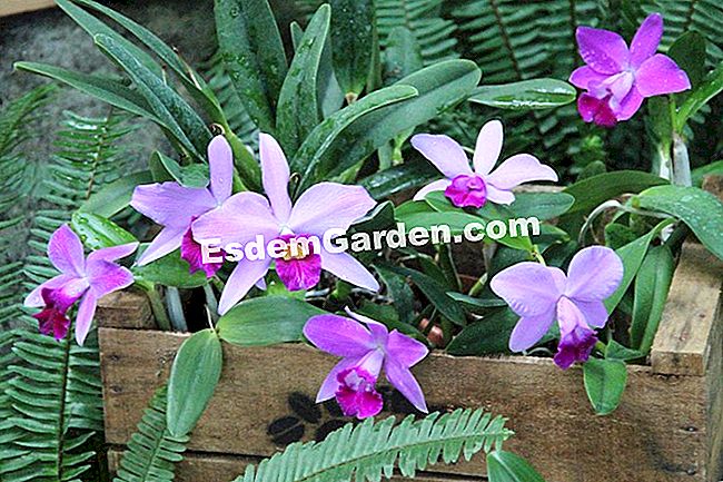 Mil y una orquídeas 2016 - (orquídeas) Cattleya tagada LCDO