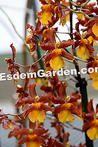 Mil y una orquídeas 2016 - (París) Colmanara