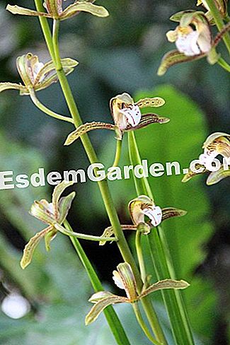 Mil y una orquídeas 2016 - (2016) Cymbidium erythraeum