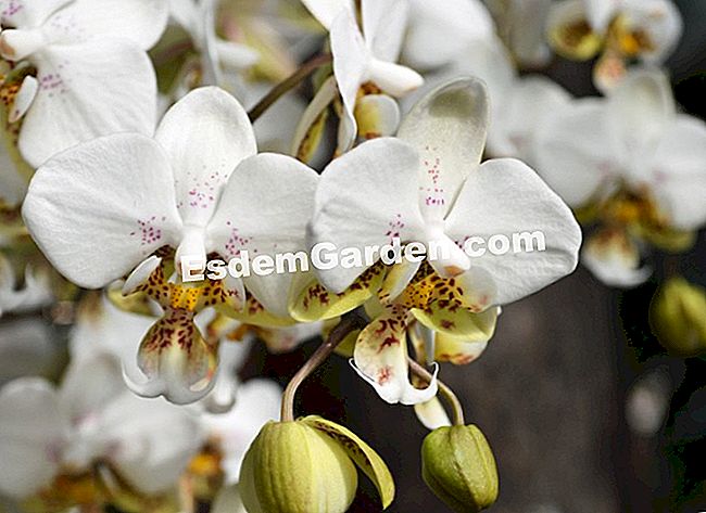Jardin des Plantesにある1000蘭と1蘭 - (Plantesにある大規模な温室で展示物Mille) ファレノプシス・スチュワナナ