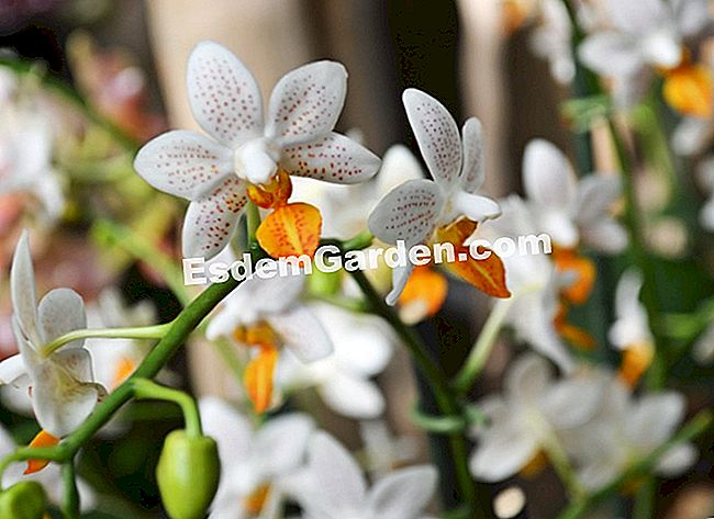 Jardin des Plantesにある1000蘭と1蘭 - (2013年3月18日まで、熱帯の温室には1000フィート以上の蘭が飾られており、この神秘的な植物群を発見することができます。) ファレノプシスの「ミニマーク」
