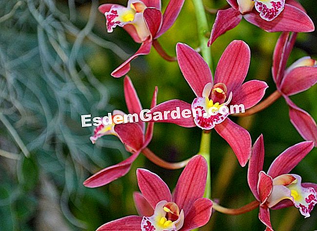 Jardin des Plantesにある1000蘭と1蘭 - (jardin) シンビジウムミスティック 'Los Osos'