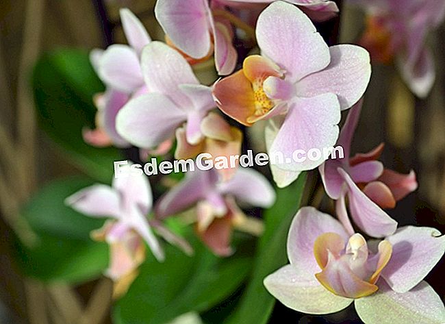 Jardin des Plantesにある1000蘭と1蘭 - (Plantesにある大規模な温室で展示物Mille) ファレノプシスサントス