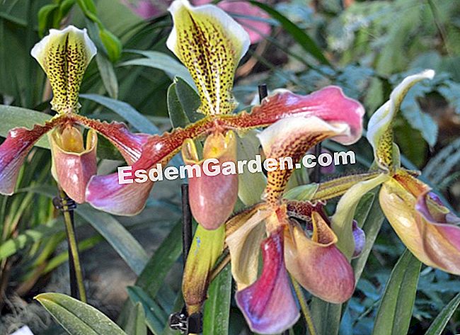 Jardin des Plantesにある1000蘭と1蘭 - (jardin) Paphiopedilum 'Van Dyke'