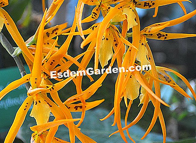 Jardin des Plantesにある1000蘭と1蘭 - (工場見学の伝統に則り、パリのJardin Plantesにある大規模な温室で展示物Mille) Brassada 'Orange Delight'