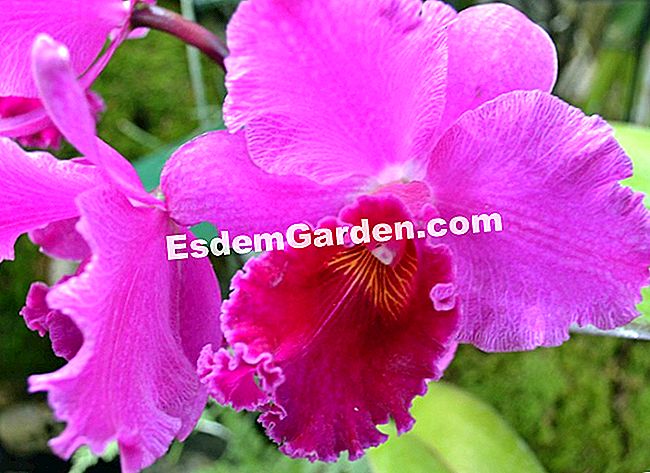 Jardin des Plantesにある1000蘭と1蘭 - (Plantesにある大規模な温室で展示物Mille) Laeliocattleyaカレンダーの 'Henriette Lecoufle'