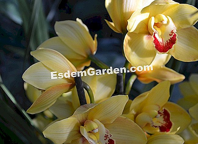 Jardin des Plantesにある1000蘭と1蘭 - (工場見学の伝統に則り、パリのJardin) シンビジウムグワイン