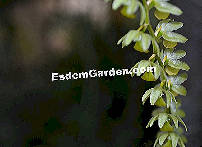 Jardin des Plantesにある1000蘭と1蘭 - (工場見学の伝統に則り、パリのJardin Plantesにある大規模な温室で展示物Mille) Dendrochilum cornutum