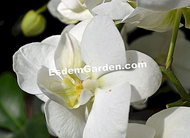 Jardin des Plantesにある1000蘭と1蘭 - (工場見学の伝統に則り、パリのJardin Plantesにある大規模な温室で展示物Mille) Phalaenopsis 'White Giant'