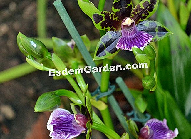 Jardin des Plantesにある1000蘭と1蘭 - (2013年3月18日まで、熱帯の温室には1000フィート以上の蘭が飾られており、この神秘的な植物群を発見することができます。) ハイブリッドジゴペタルム