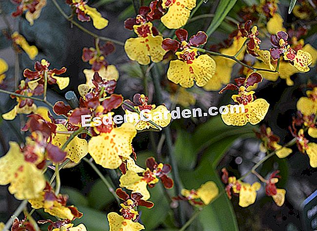 Jardin des Plantesにある1000蘭と1蘭 - (jardin) オンシジウム 'ティガーサン'