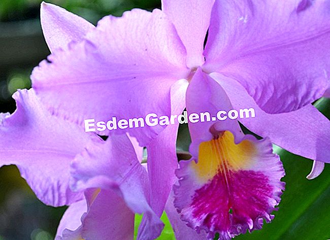 Jardin des Plantesにある1000蘭と1蘭 - (jardin) Laeliocattleya beaumesnil 'チュイルリー'