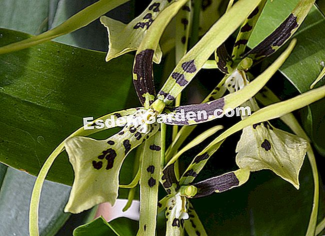 Jardin des Plantesにある1000蘭と1蘭 - (jardin) ブラシア画家「ビッグスパイダー」(
