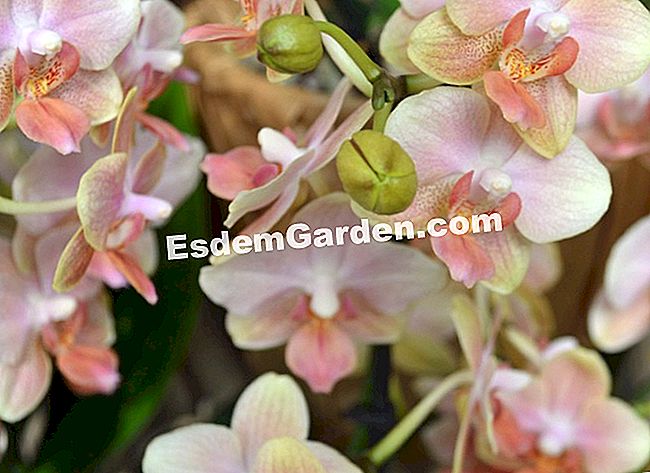 Jardin des Plantesにある1000蘭と1蘭 - (工場見学の伝統に則り、パリのJardin) ファレノプシスの「ウィレム・シュタット」