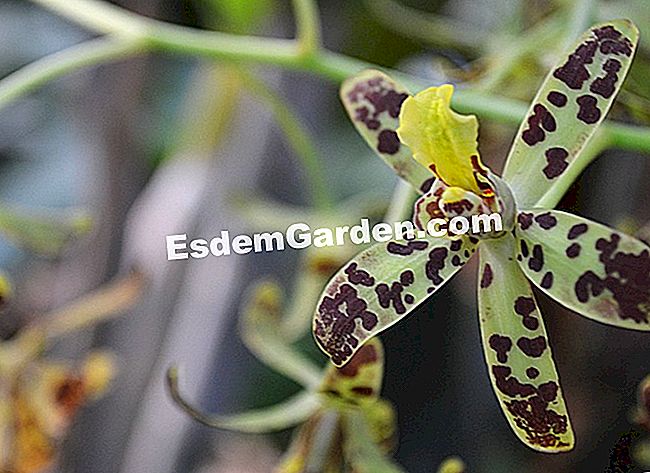 Jardin des Plantesにある1000蘭と1蘭 - (Plantesにある大規模な温室で展示物Mille) アンセリアアフリカーナ