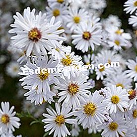 Trei asterri de culoare de toamnă - (Wunder) Aster frumusete nordica cu floare alba