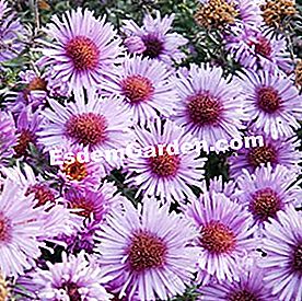 Trei asterri de culoare de toamnă - (aster) Aster Patricia Ballard lumină și roz întuneric