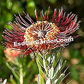 Drei wunderschöne Pflanzen, die das Spray lieben - (drei) Leucospermum cordifolium (Nahaufnahme)