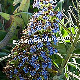 Drei wunderschöne Pflanzen, die das Spray lieben - (Pflanzen) Echium pininana (Nahaufnahme)