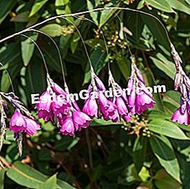 Drei wunderschöne Pflanzen, die das Spray lieben - (lieben) Dierama pulcherrimum