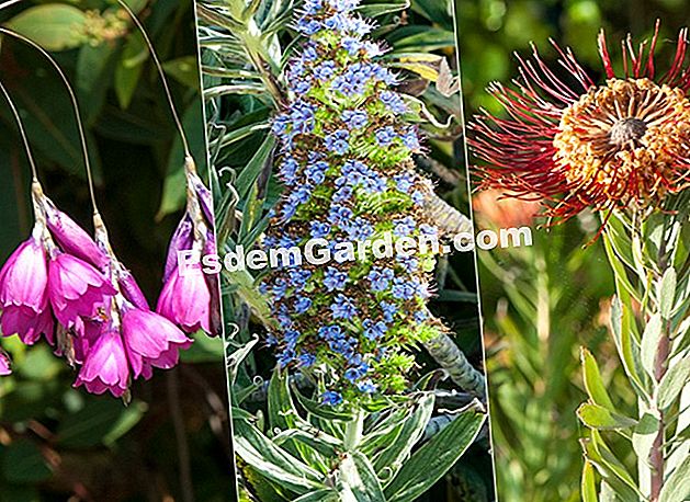 Drei wunderschöne Pflanzen, die das Spray lieben - (lieben) Dierama, Echium und Leucospermum