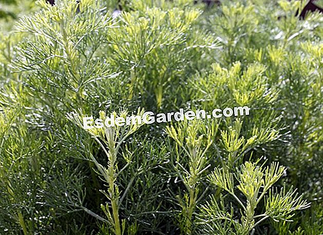 Tumbuhan sagebrush - (sagebrush) Wormwood Camphor - Orchard Laquenexy - E. Brenkle