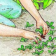 Ulangi daisy itu - (musim) Pilih tumbuhan terkuat