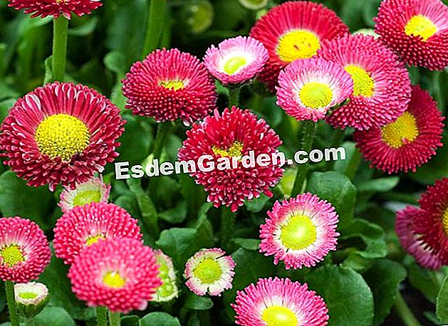 Ulangi daisy itu - (ulangi) Daisy adalah dwitahunan yang dipindahkan pada musim gugur - F. Marre - EsdemGarden