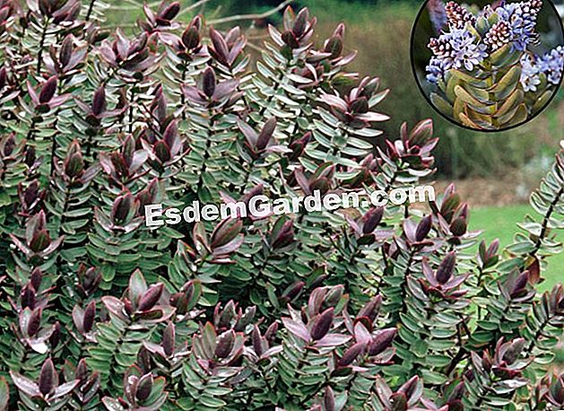 Veronique 'Red Edge' (Hebe) - (hebe) Hebe 'Red Edge'. Arbusto de Veronique 'Red Edge' - EsdemGarden