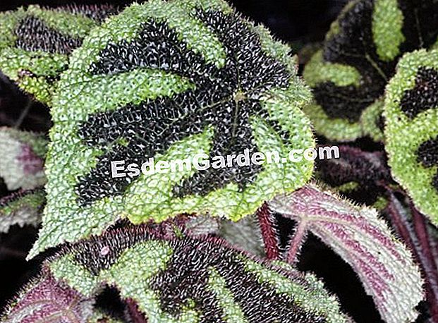 VIDEÓ: Egy igazán rusztikus begónia - rusztikus Begonia grandis - S. Chaillot -esdemgarden.com