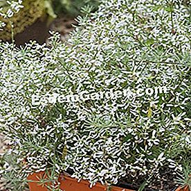 Irrigazione: fiori da guardare in estate - (irrigazione) Euphorbia 'Diamond Frost'