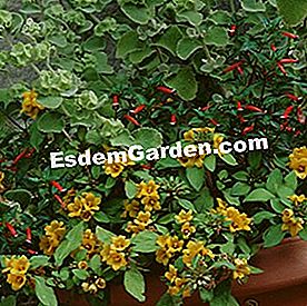 Irrigazione: fiori da guardare in estate - (frost) Lysimachia congestiflora