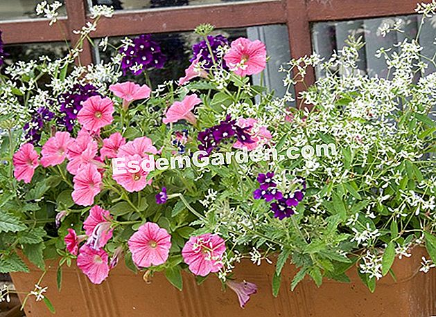 Irrigazione: fiori da guardare in estate - (fiori) Piantatrice di Surfinia, euphorbia 'Diamond Frost' e verbena.